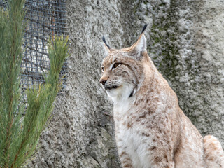 Lynx looks with predatory eyes from the shelter