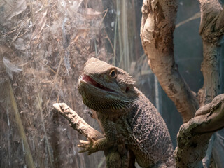 Lizard is goanna lies dry branch of a tree