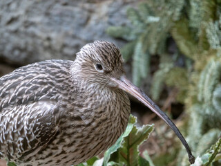Long-billed Curlew shorebird of the family Scolopacidae