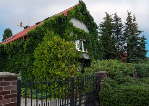 House with green facade. Eco house concept. Ivy plant covered building in Slubice, Poland. Green living walls.