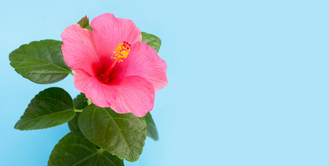 Hibiscus flower on blue background.