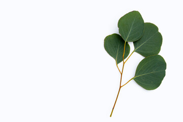 Green leaves of eucalyptus on white