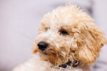 A close up picture of a young male Cockapoo puppy