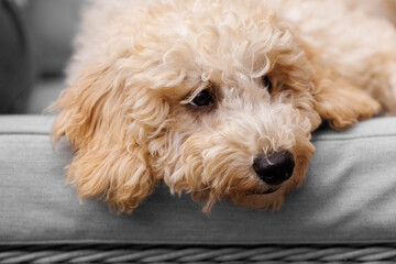 A young Cockapoo puppy rests his head on a cushion
