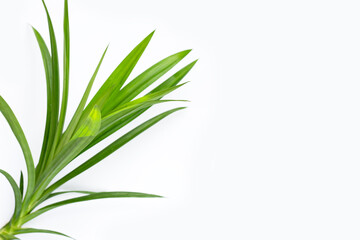 Fresh pandan leaves on white background.