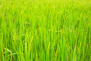 Rice plant in rice field.
