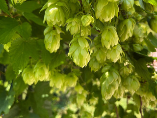 Green ripe hop cones on the plantation against black background in backlight.