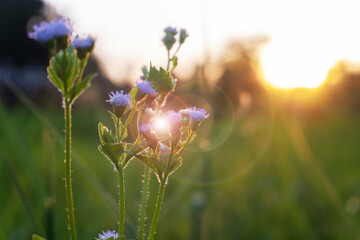 blooming flower background with lens flare effect in the morning sunrise.
