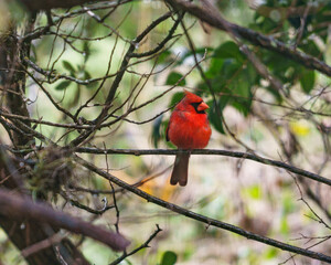 red cardinal on branch