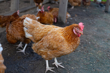 Hens in the chicken farm. Organic poultry house.