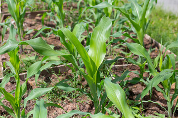 Field of young green corn plants