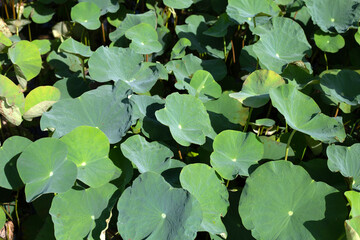 Leaves of lotus in the pond