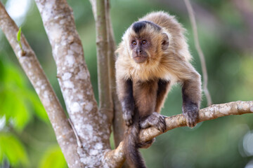 Capuchin monkey looking forward on tree branch in selective focus