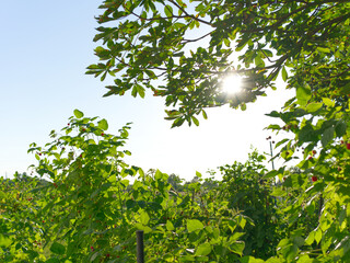 The sun breaks through the foliage. Summer. Clear day