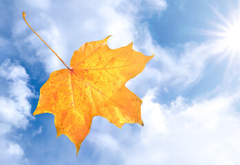 Fototapeta na wymiar Yellow maple leaf flies in the sky, autumn background