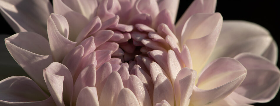 Fototapeta seamless background and close up of pink and white dahlia flower and petals