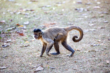 Monkey walking along the ground sideways in selective focus