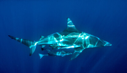 lighting shark