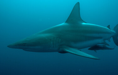 Obraz premium oceanic black tips