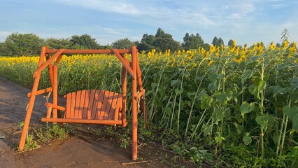 Fototapeta premium ひまわり