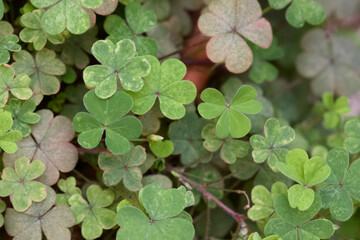 View from above of a plant of the type Trifolium or clover
