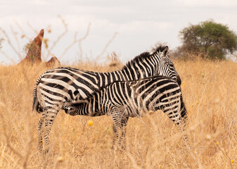 Zebra calf feeding on its mother in the African savannah of Serengeti National Park, Tanzania, Africa.  Two zebras, concept of love and family.