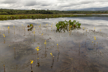 natural landscape in the city of Andarai, State of Bahia, Brazil