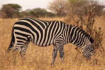 Fototapeta na wymiar Zebra eating grass in the African savannah of Serengeti National Park, Tanzania, Africa.