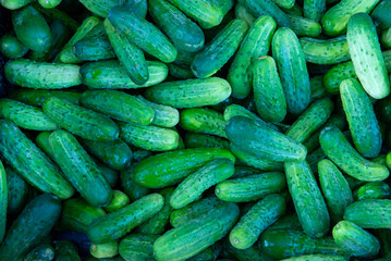 cucumber close up