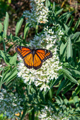 monarch butterfly on white milkweed plant