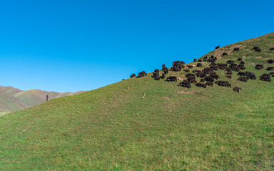 Fototapeta premium The Girl and The Yaks