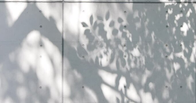 木の影が写るコンクリートの壁