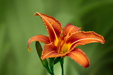 Orange day lily blooming in the summer garden
