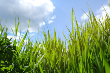 Obraz premium Beautiful lawn with green grass on sunny day, low angle view