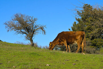 Cows in the field, Talca, Chile 