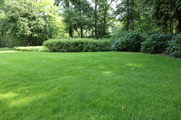 Beautiful view of green grass and bushes in garden on sunny day