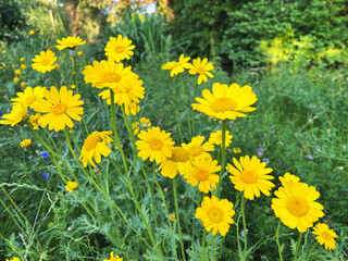 Beautiful view of flowers growing outdoors on sunny day