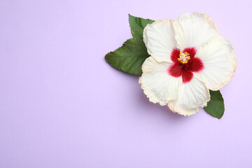 Beautiful tropical hibiscus flower with leaves on violet background, top view. Space for text