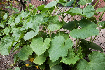 Green cucumber plants near metal fence in garden