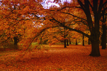 orange autumn trees in a park