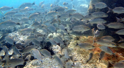Costa Rica Pacific sea life