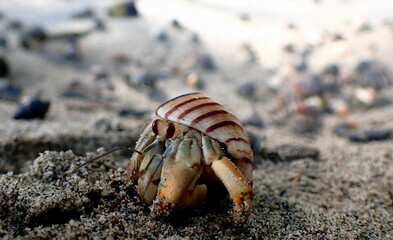 Costa Rica Pacific sea life