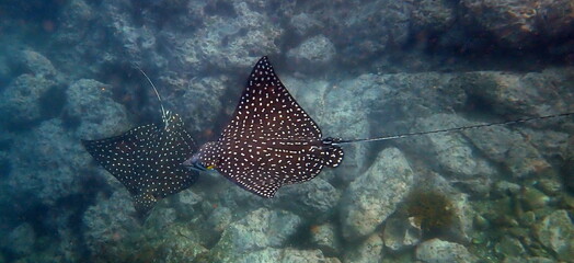 Costa Rica Pacific sea life