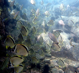 Costa Rica Pacific sea life