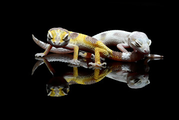 Leopard geckos in black background
