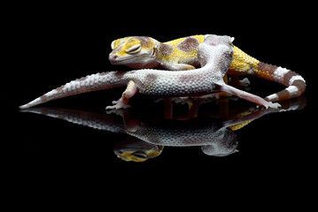 Leopard geckos in black background
