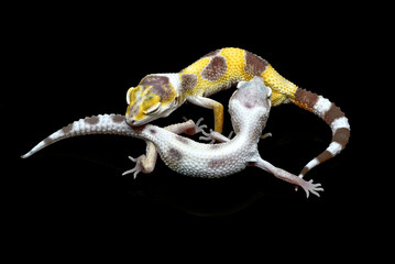 Leopard geckos in black background
