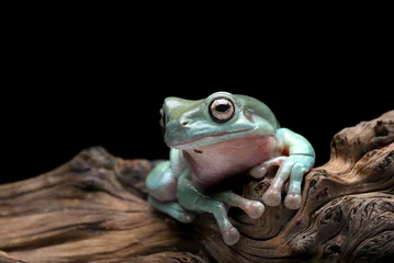 Foto op Plexiglas The Australian green tree frog (Ranoidea caerulea) on the tree bark © DS light photography