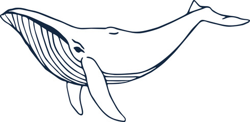 Humpback whale illustration