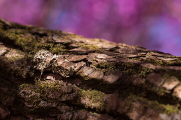 Tree bark texture in forest on blurred flowering trees background.